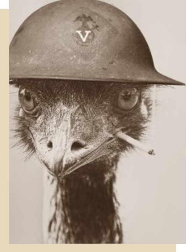 Emu ready for war