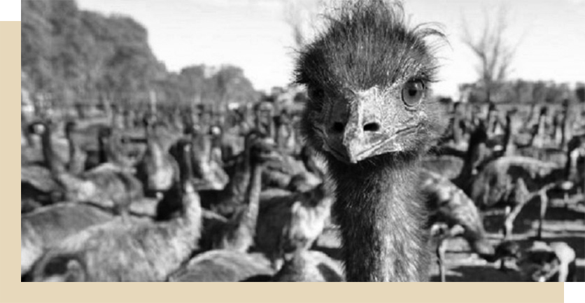 Emu at war